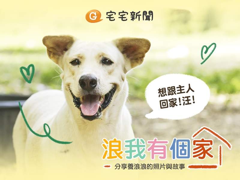 LINE貼文串《浪我有個家》謝謝收養浪浪的好心人 孩子們看起來都好幸福 LINE貼文串《浪我有個家》謝謝收養浪浪的好心人 孩子們看起來都好幸福