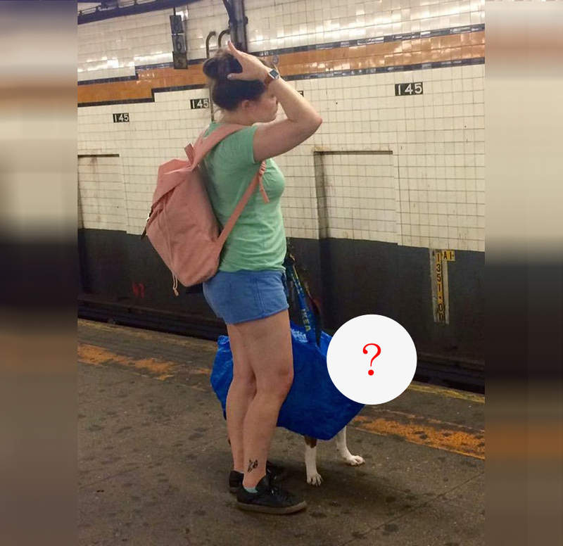 《ikea袋子狗》既然有寵物不落地原則那只好見招拆招惹 《ikea袋子狗》既然有寵物不落地原則那只好見招拆招惹