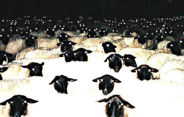 《恐怖羊咩咩眼睛》千萬不要晚上拍照差點被這眼前光景給嚇死 《恐怖羊咩咩眼睛》千萬不要晚上拍照差點被這眼前光景給嚇死