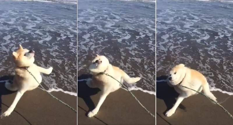 生無可戀的感覺《第一次接觸海的狗》完全可以從毛小孩表情算出心理陰影面積w 生無可戀的感覺《第一次接觸海的狗》完全可以從毛小孩表情算出心理陰影面積w