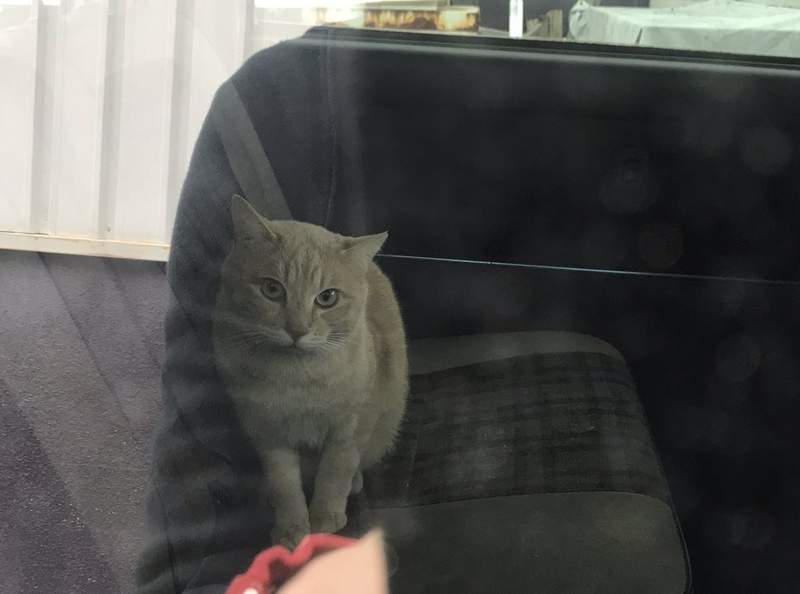 貓奴自製《無料貓飯店》專用冷暖氣完備，根本是流浪貓天國啊❤