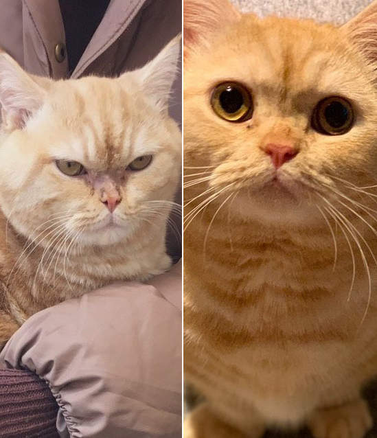 《被疼愛一年之後貓的變化》聽說女人被愛就會容光煥發，其實毛小孩也會喔(✪ฺܫ✪ฺ)