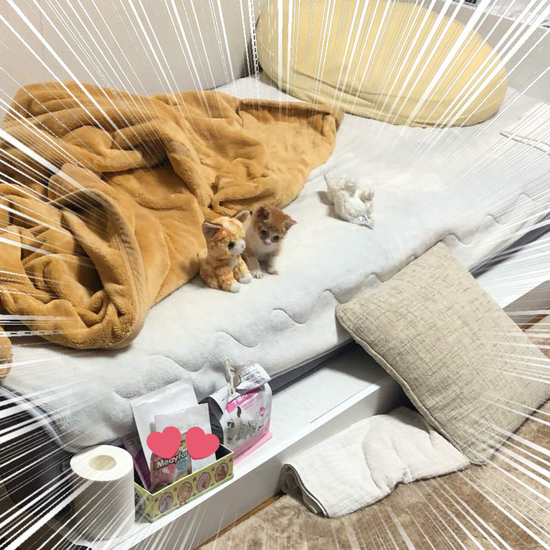 超揪心《小貓與貓玩偶》撿回家的流浪貓窩在絨毛娃娃身邊的可愛模樣引發瘋傳... 超揪心《小貓與貓玩偶》撿回家的流浪貓窩在絨毛娃娃身邊的可愛模樣引發瘋傳...