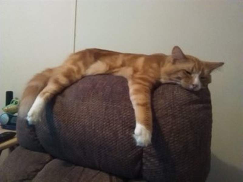 《熱到崩潰的寵物》炎熱夏天讓毛孩們受不了通通融化啦~ 《熱到崩潰的寵物》炎熱夏天讓毛孩們受不了通通融化啦~