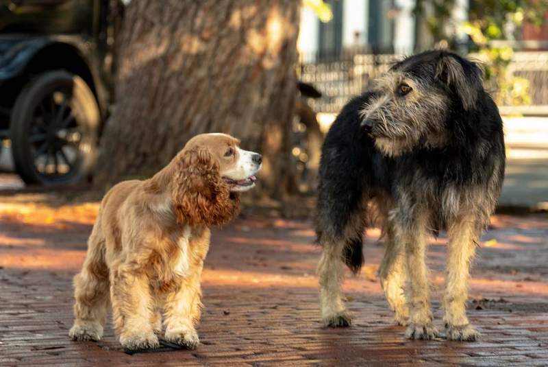 《小姐與流氓》真狗版預告 這是名副其實的「狗男女」了呀... 《小姐與流氓》真狗版預告 這是名副其實的「狗男女」了呀...