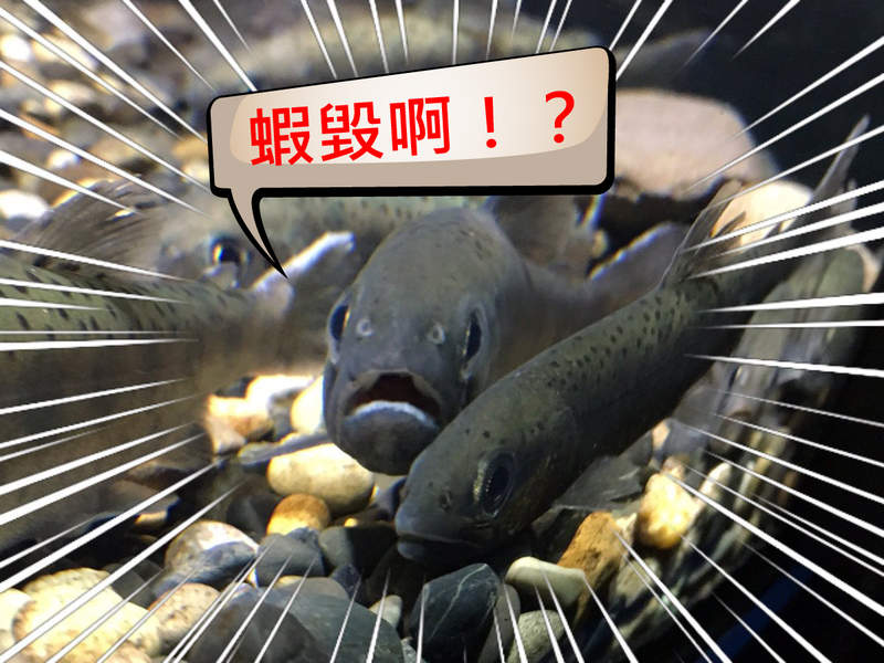 讓我看看你的臉《魚類正面愛好會》有些魚看起來超凶感覺就像是在海裡做兄dei一樣