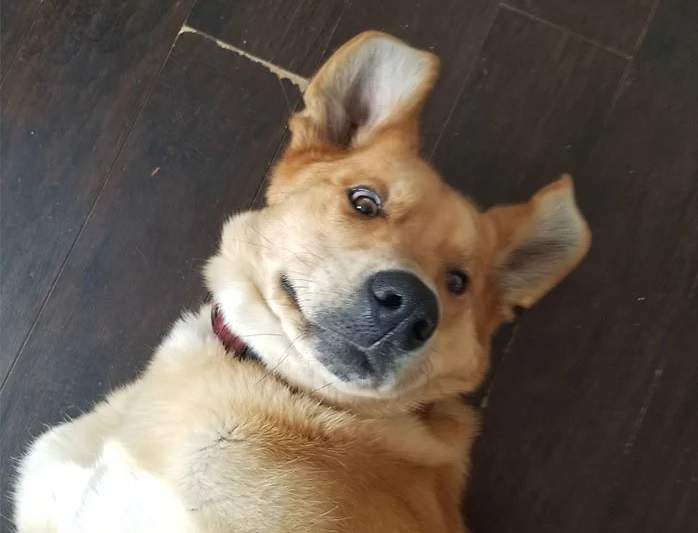 早上發現《我家的狗竟然收了熊的賄賂》為了一塊骨頭把院子給賣了...