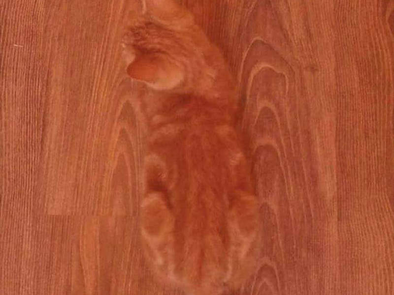 《擁有保護色的寵物們》這張照片裡有貓,你找到了嗎? 《擁有保護色的寵物們》這張照片裡有貓,你找到了嗎?