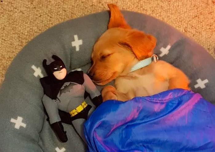 《可愛的狗狗們》簡直就是另一個星球來的和善生物 《可愛的狗狗們》簡直就是另一個星球來的和善生物