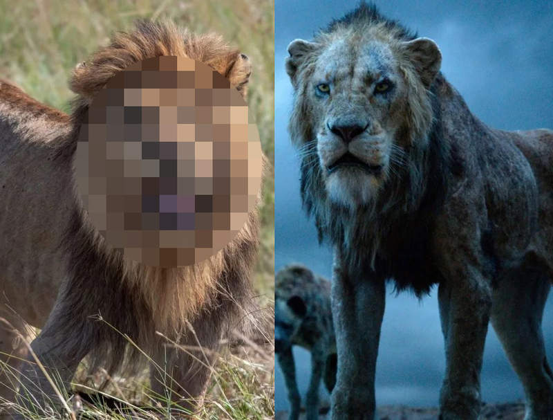 非洲發現《真實版刀疤》超霸氣獨眼獅 根本應該找他演獅子王啊