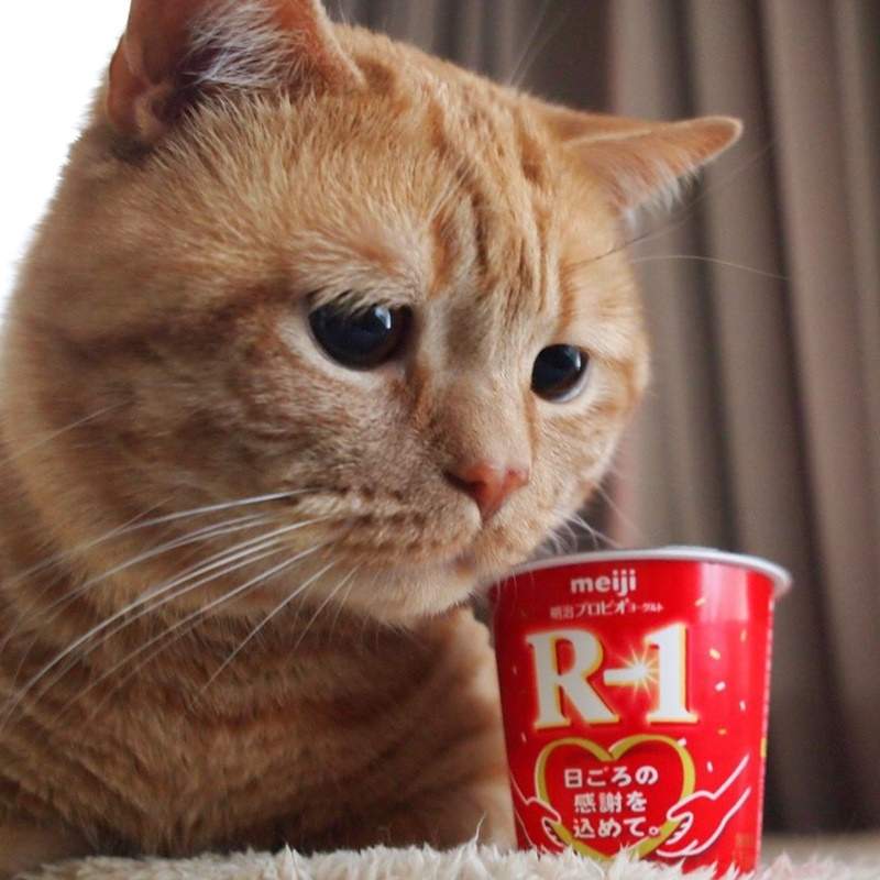 《想吃又怕胖的貓》這表情根本就是減肥時期的我們啊w