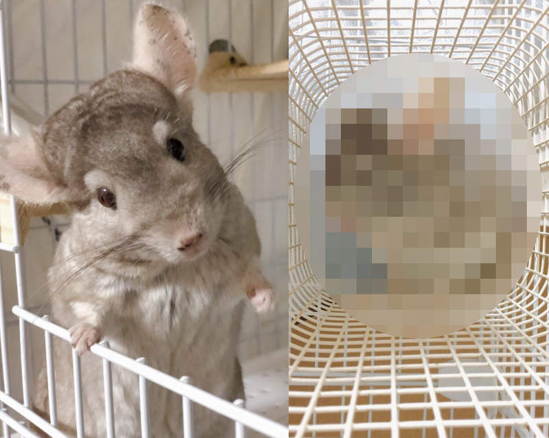 最強小三《絨毛絲鼠》男友拍牠跟自己拍的結果簡直判若兩鼠...