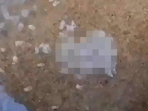 【有片】密集恐懼症慎入《卷貝吃死魚的畫面》宛如墳墓爬出來的喪屍... 【有片】密集恐懼症慎入《卷貝吃死魚的畫面》宛如墳墓爬出來的喪屍...