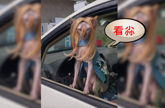 2019年4月《推特上的人氣貓推文》看什麼是沒看過壞人喔ಠﭛಠ 2019年4月《推特上的人氣貓推文》看什麼是沒看過壞人喔ಠﭛಠ