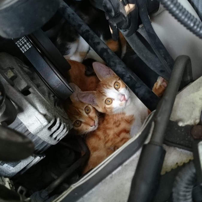 【車主注意】《拍拍引擎蓋護貓》還不夠!?打開確認才能真正保護貓咪 【車主注意】《拍拍引擎蓋護貓》還不夠!?打開確認才能真正保護貓咪