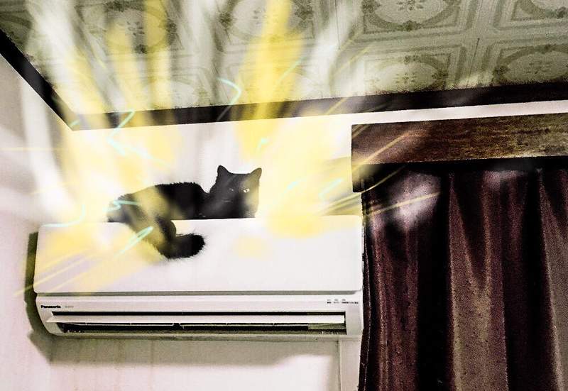 二頭肌黑喵新夥伴加入《筋肉動物》這個聯萌的陣容又更加的強大惹 二頭肌黑喵新夥伴加入《筋肉動物》這個聯萌的陣容又更加的強大惹