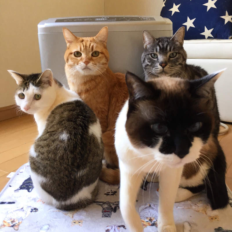 冬天定番《一堆貓擠在暖氣機前取暖》喵星人：這就是吹暖氣的季節啊～