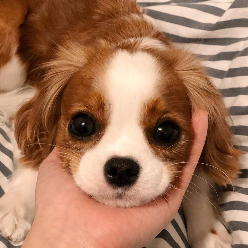 根本狗界天使♥查理王小獵犬《Nessa》小姐與流氓要拍姊妹傳的話可以找牠拍唷～