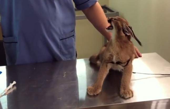 有夠傲嬌《獰貓》影片 才沒有想要你摸摸但既然摸了就不准停❤