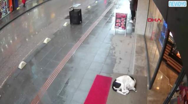 【這篇有暖】《幫狗狗披上圍巾》路人的貼心行為讓今天冬天暖暖der