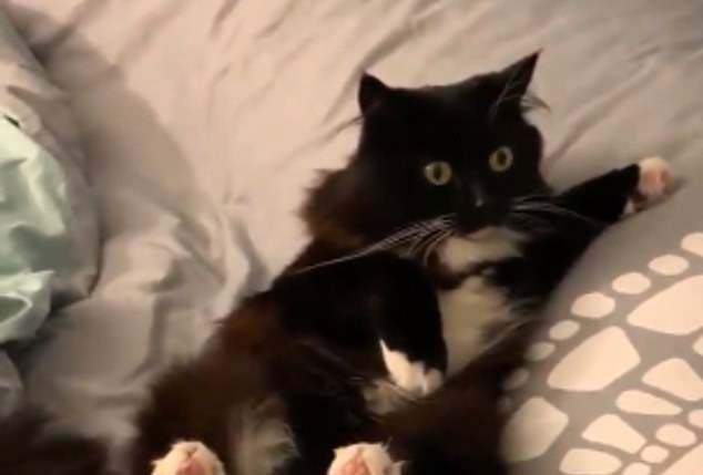 《第一次碰到地震的貓》完全不知道現在到底發生什麼事了??? 《第一次碰到地震的貓》完全不知道現在到底發生什麼事了???