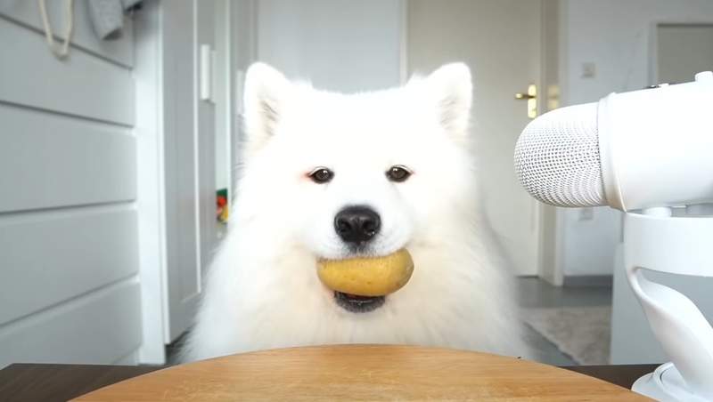 萌到讓人融化《ASMR Dog》想不到汪星人吃東西除了還可愛還很好聽!? 萌到讓人融化《ASMR Dog》想不到汪星人吃東西除了還可愛還很好聽!?