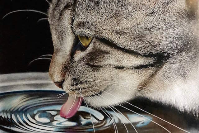 【�(ﾟ□ﾟ*川】《貓咪喝水色鉛筆畫》逼真到就跟照相機拍出來的照片一樣