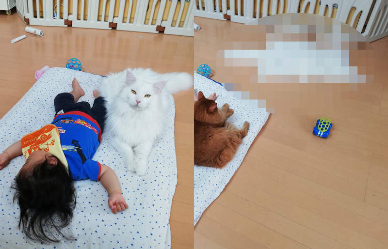 《巨貓的反差萌》陪在小孩身邊有如守護神的莊嚴樣,自己睡卻變這樣... 《巨貓的反差萌》陪在小孩身邊有如守護神的莊嚴樣,自己睡卻變這樣...