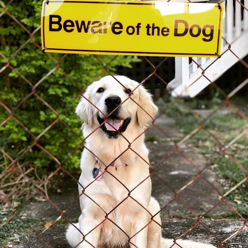 惡犬定義好模糊《意味不明的惡犬警告牌》你確定這些孩子是惡犬嗎w 惡犬定義好模糊《意味不明的惡犬警告牌》你確定這些孩子是惡犬嗎w