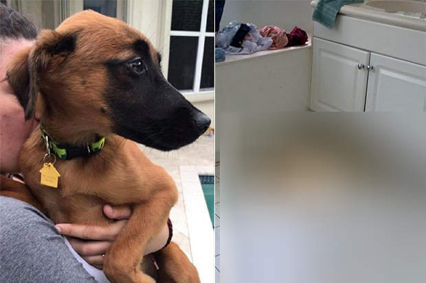 惡夢《當掃地機器人碰到狗屎》永遠 永遠不要讓機器人去清狗大便