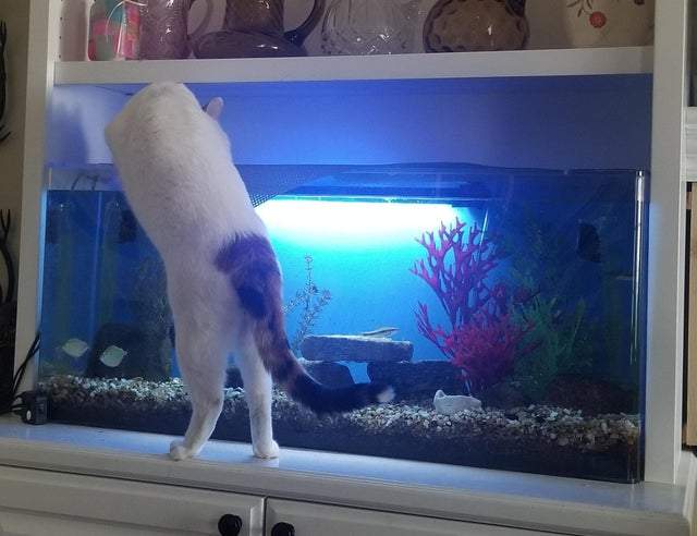 reddit上有夠好笑《渾蛋動物板》這些行為氣死人但就是沒辦法生氣 reddit上有夠好笑《渾蛋動物板》這些行為氣死人但就是沒辦法生氣