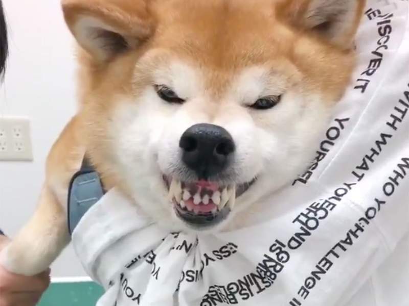 再弄我咬人《不喜歡剪指甲的柴犬》不要再用不然老子翻臉摟╰(‵□′)╯╰(‵□′)╯╰(‵□′)╯ 再弄我咬人《不喜歡剪指甲的柴犬》不要再用不然老子翻臉摟╰(‵□′)╯╰(‵□′)╯╰(‵□′)╯