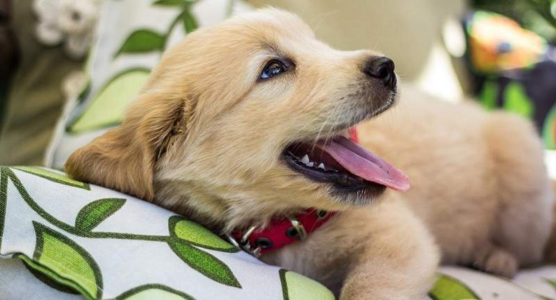 《狗狗OS推特》汪星人：你願意花時間思考一下我愛你這件事嗎(✪ω✪)？