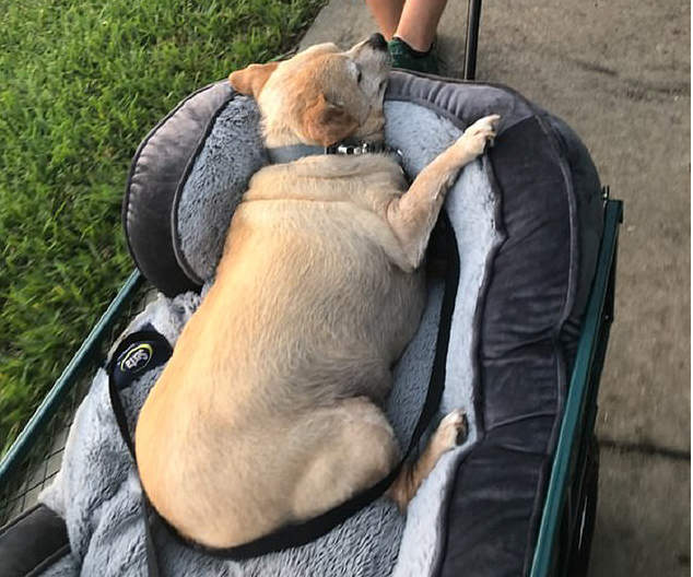 確定這是吉娃娃?《16公斤吉娃娃》幸好主人女友是獸醫...... 確定這是吉娃娃?《16公斤吉娃娃》幸好主人女友是獸醫......