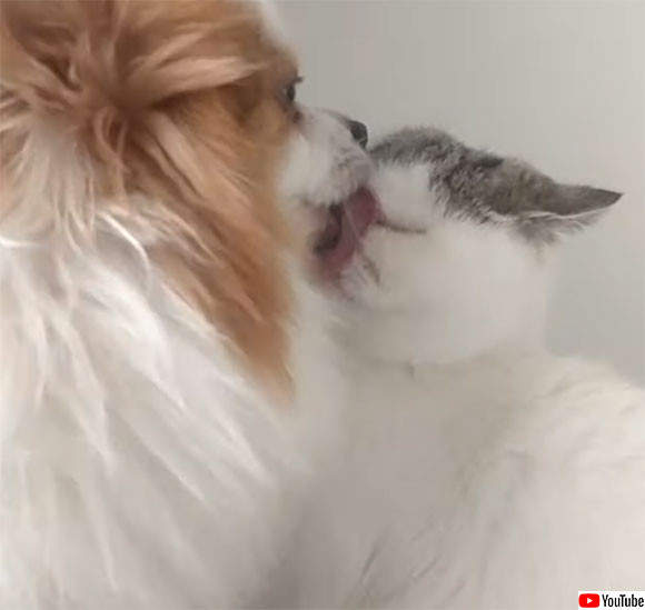 【有片】吹之前先舔幾下是常識《舔爆扁臉貓的狗狗》喵星人：我很淡定= =