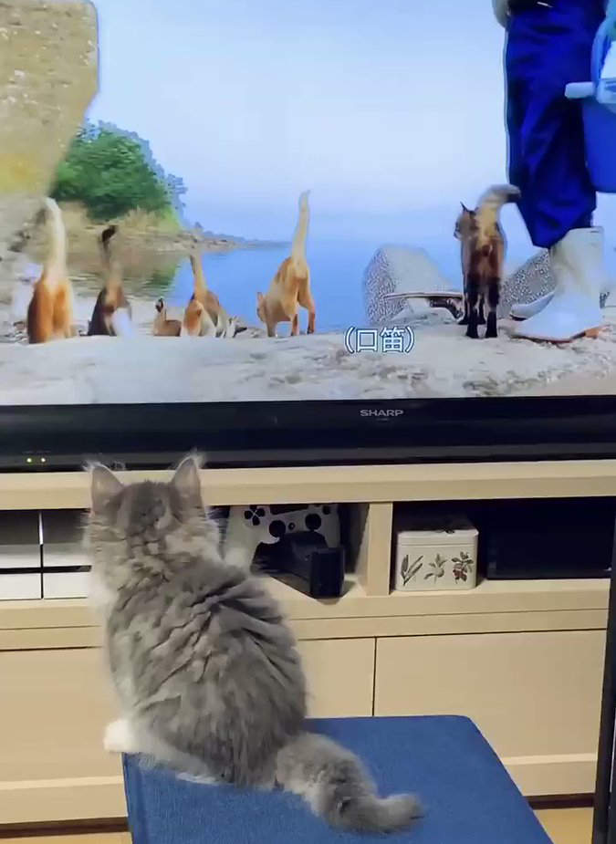 【有片】《同步電視節目的貓咪》看到電視裡的貓前輩，小貓竟然跟著模仿！？