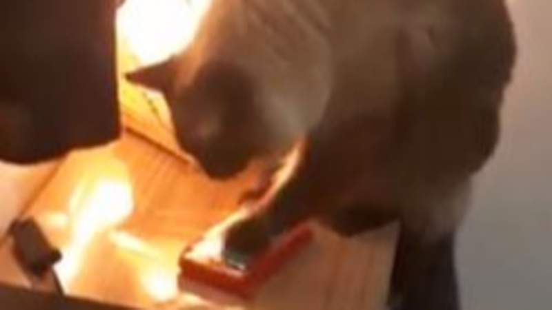 《關掉鬧鐘的貓》晚上設好鬧鐘 早上不會響的兇手原來是...