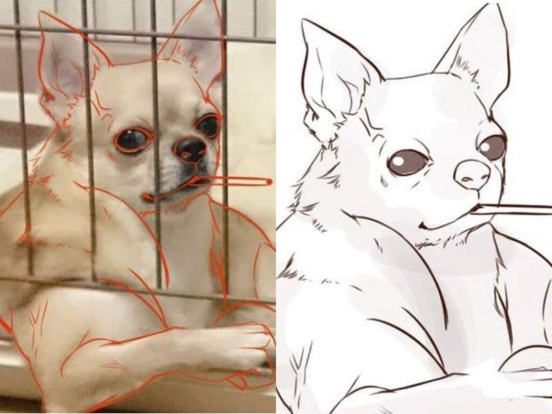 腦補力十足的《動物梗圖》因錯視出現的爆紅畫面都在這啦～