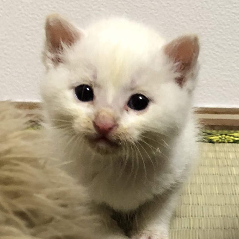 《貓的報恩》推主拯救被烏鴉攻擊的三隻小貓，於是好運跟著貓一起來到...