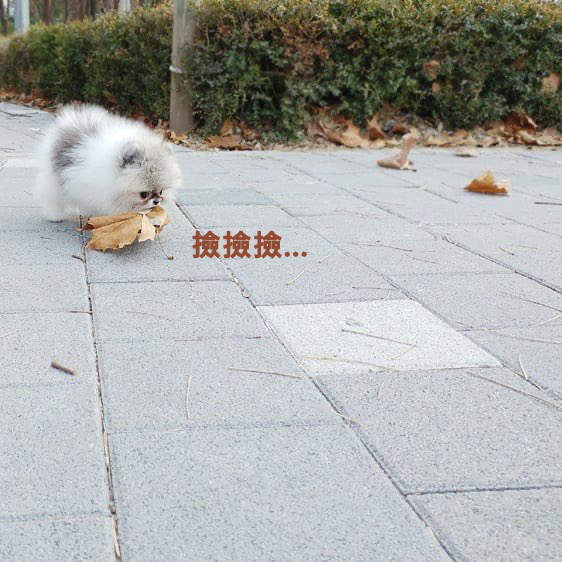 秋天才有的《落葉美景》美到捨不得掃地,只好請狗狗來幫你回收(?) 秋天才有的《落葉美景》美到捨不得掃地,只好請狗狗來幫你回收(?)