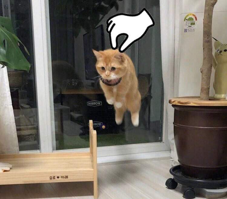 大神幫我PS《網友拍下沒躍動感的貓》跳不起來沒關係加個手手立馬就飛惹 大神幫我PS《網友拍下沒躍動感的貓》跳不起來沒關係加個手手立馬就飛惹