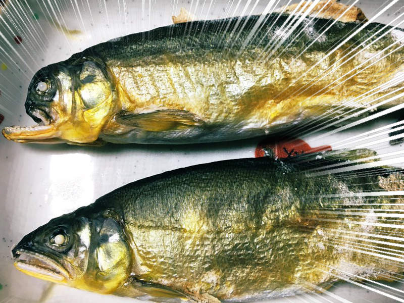 《沒人羨慕的自滿大會》遇到戽斗鯰魚還真的是拿來炫耀也沒人會羨慕啊ww