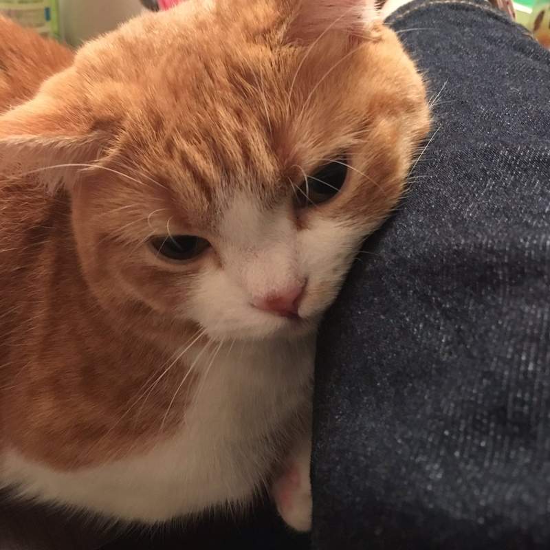 《讓貓瘋狂的牛仔褲》推民回報不只GU就連UNIQLO也出現相同奇妙現象...