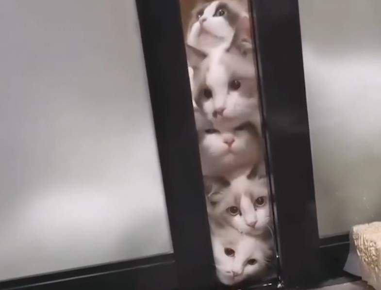 超萌《貓咪圖騰柱》這種柱子哪裡買給我來一打謝謝 超萌《貓咪圖騰柱》這種柱子哪裡買給我來一打謝謝