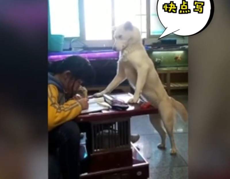 狗生好忙《盯主人寫功課的狗》主人要牠幫忙盯女兒功課只好出面喬一下囉 狗生好忙《盯主人寫功課的狗》主人要牠幫忙盯女兒功課只好出面喬一下囉
