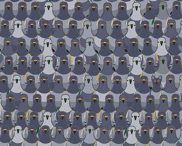 考驗眼力《找出藏在鴿群裡的貓》記錄是18秒你花了幾秒? 考驗眼力《找出藏在鴿群裡的貓》記錄是18秒你花了幾秒?