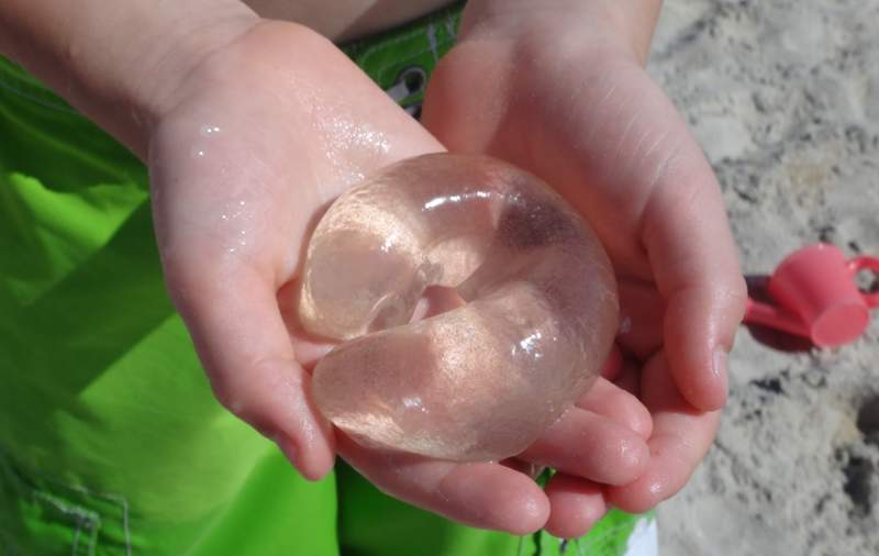 在海邊撿到神秘棒狀物？原來是《月亮蝸牛》卵囊，不是透明的「姊夫」，也不是水信玄餅喔