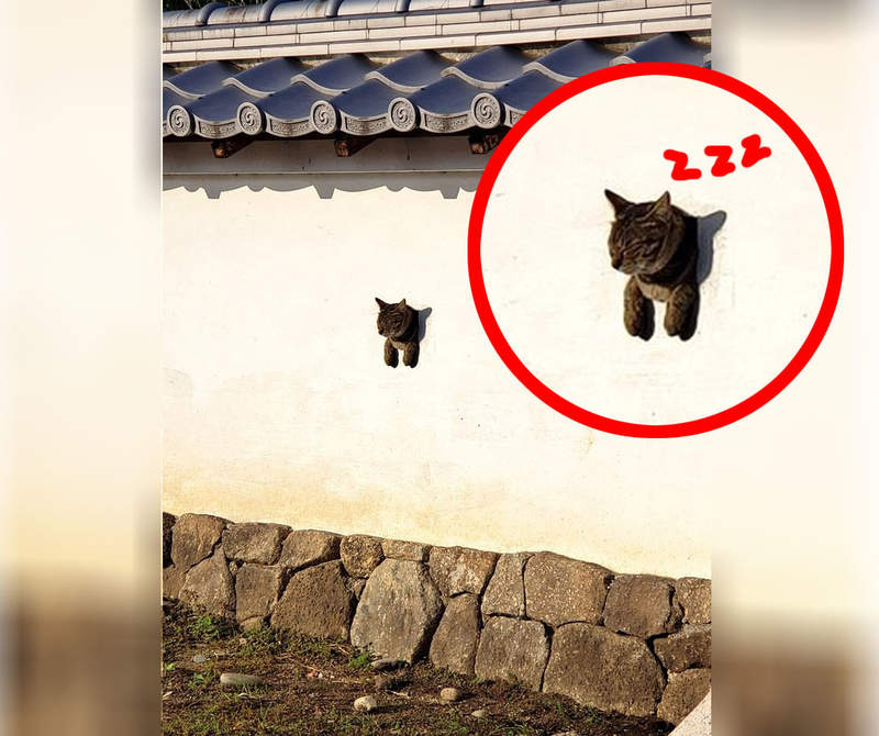 日本古城新鮮事《年久失修的洞裡長出貓》原來不是長香菇我一直搞錯了嗎XDD