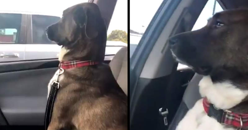 帶狗去看獸醫《結果狗不理主人了》對不起嘛可是真的是為你好...