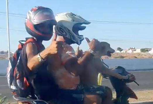 【有片】超傻眼光景《汪星人騎機車》看起來超帥但還是提醒大家不要模仿喔